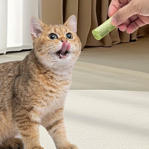 Cat licking lips while a hand holds a treat.