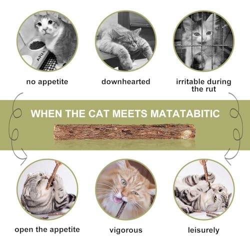 Cats showing different reactions before and after meeting Matabatibic.