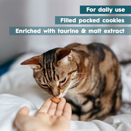 Cat sniffing a cookie in a human hand on a bed.