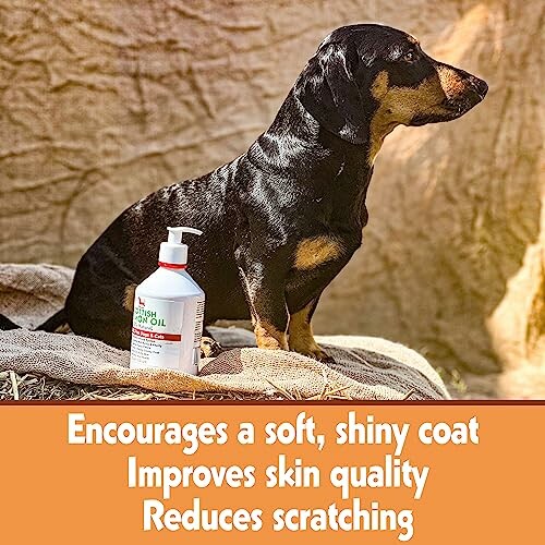 Dog sitting beside a bottle of pet supplement for coat and skin health.