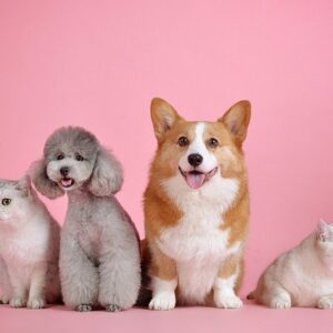 Pet’s Health – To keep It In Good Condition.