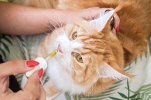 ginger cat given medicing