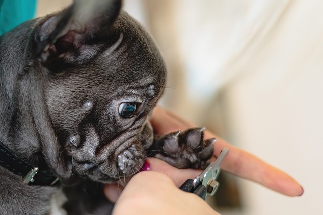 pug dogs nails being cut