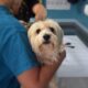 puppy with vet nurse