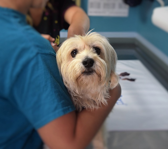 puppy with vet nurse