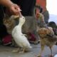 the-cat-with two chickens