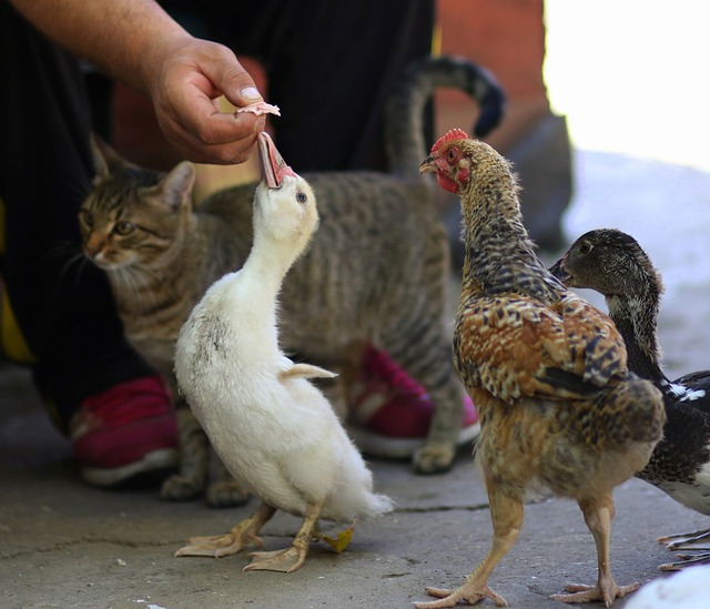 the-cat-with two chickens