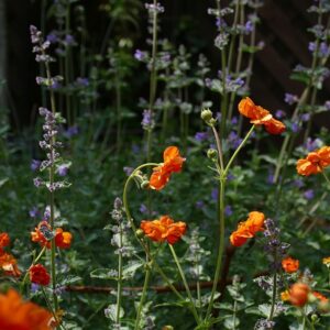 What is catnip, exactly?