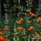 nepeta garden