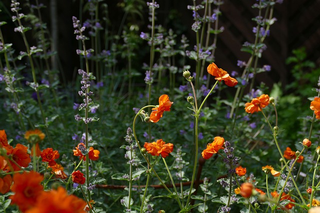 nepeta garden