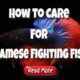 How to care for siamese fighting fish