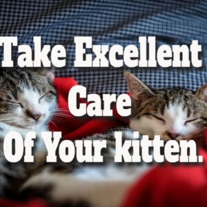 Take Excellent Care Of Your kitten.