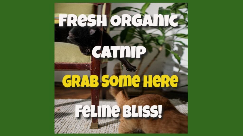 Does Catnip Herb Have Medicinal Benefits For Humans Limits of Strategy
