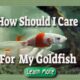 how should I care for my goldfish