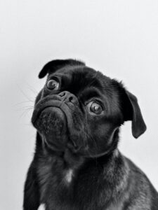 pug puppy