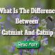 what is the difference between catmint and catmip