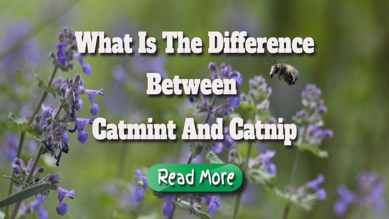 what is the difference between catmint and catmip