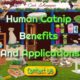 human benefits of catnip