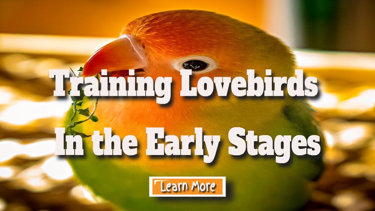 training lovebirds in the early stages