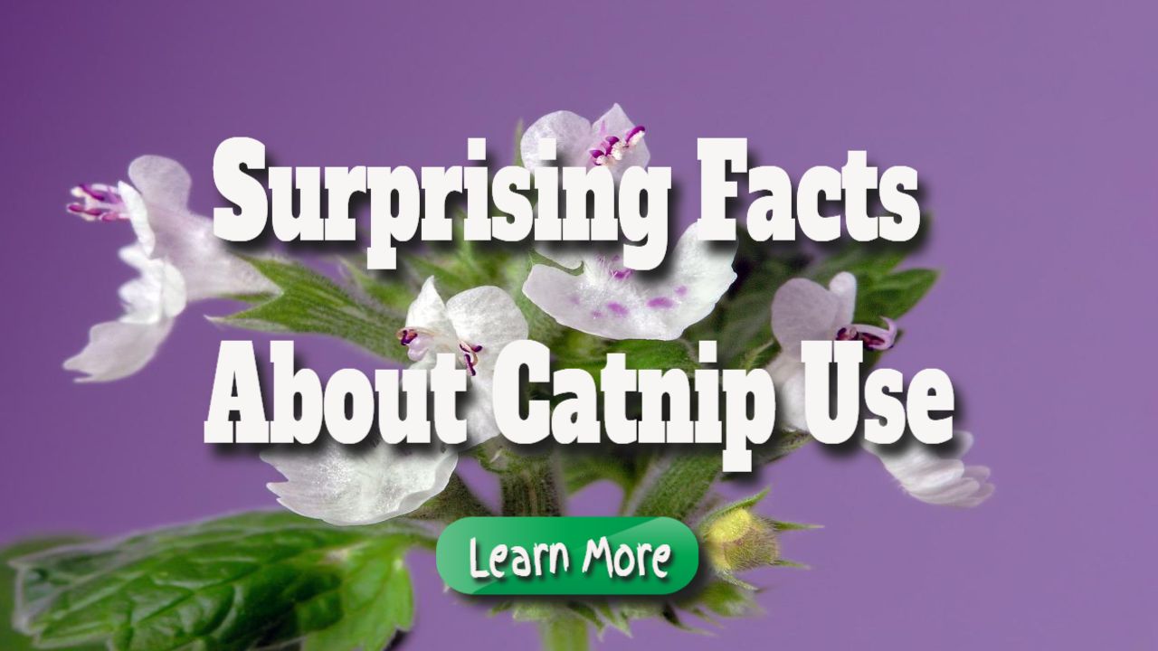 surprising facts about catnip use