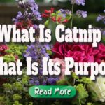 what is catnip what is its purpose (1)