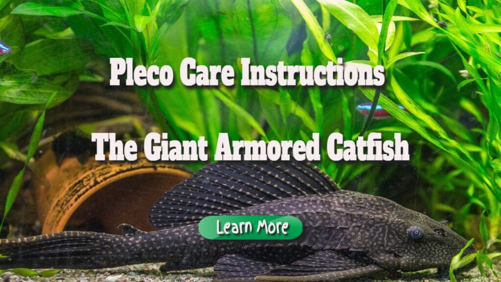 pleco care instructions