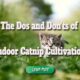 the dos and donts of catnip cultivation