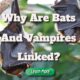 why are bats and vampires linked