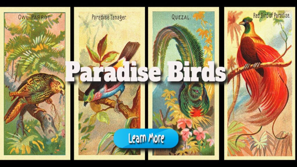 Paradise birds