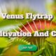 venus flytrap cultivation and care