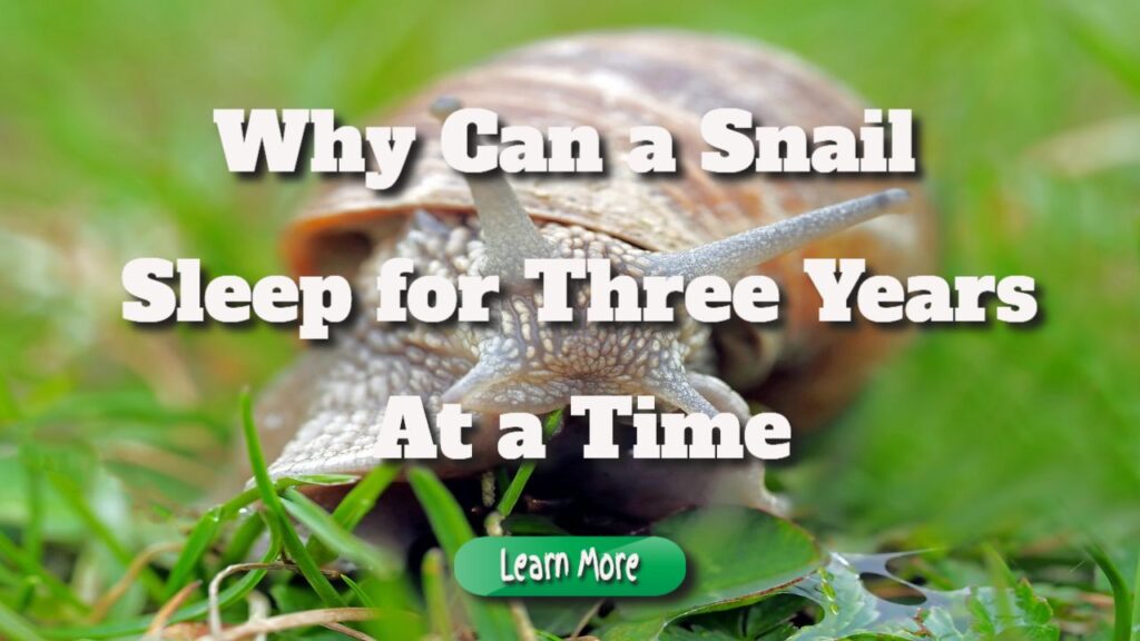 Why Can a Snail Sleep for Three Years at a Time