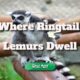 where ringtail lemurs dwell