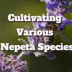 Catnip Plant Varieties: Cultivating Various Nepeta Species
