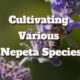 catnip species