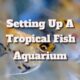 setting up a tropical fish aquarium aquarium