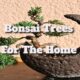 bonsai trees for the home