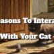 reasons to interact with your cat