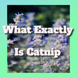 What Does Catnip Consist Of? Growing Catnip