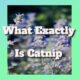 what exactly is cATNIP