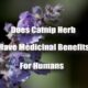 does catnip herb have medicinal benefits