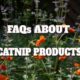 catnip products