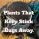 plants that keep stink bugs away