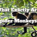 what exactly are spider monkeys