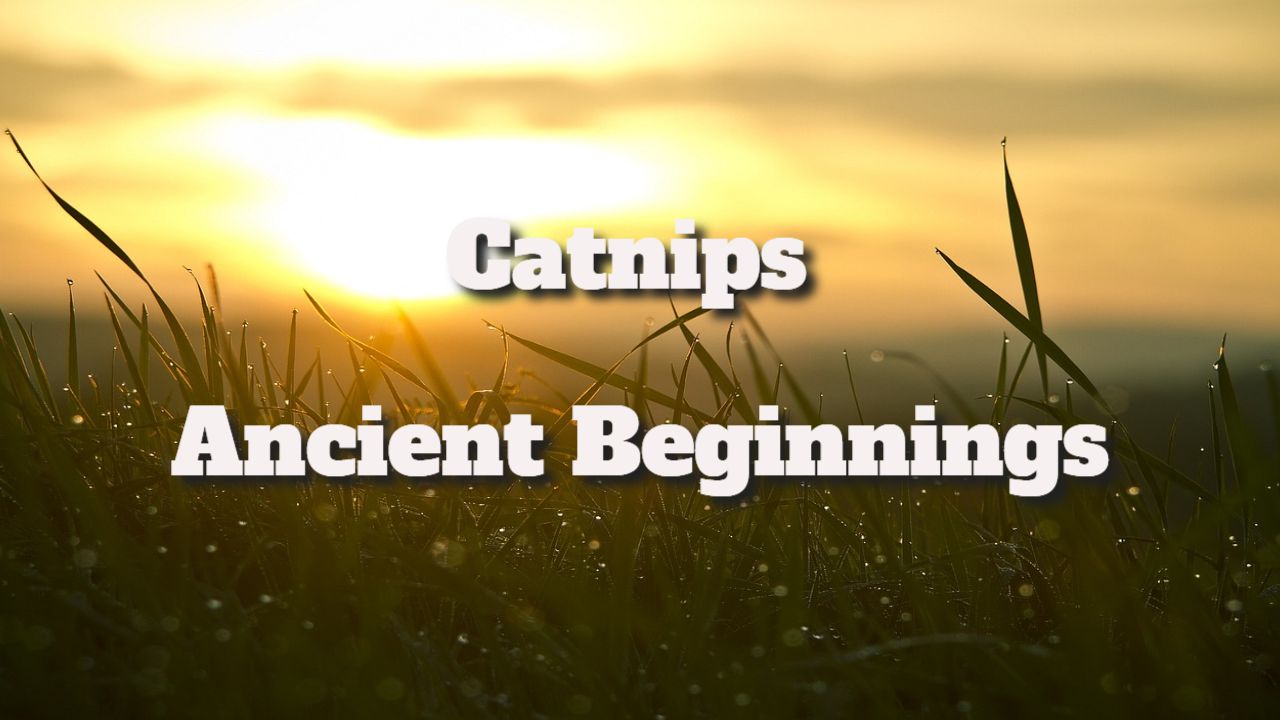 catnips ancient beginnings