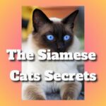 the siamese cats secrets