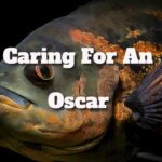 caring for an oscar