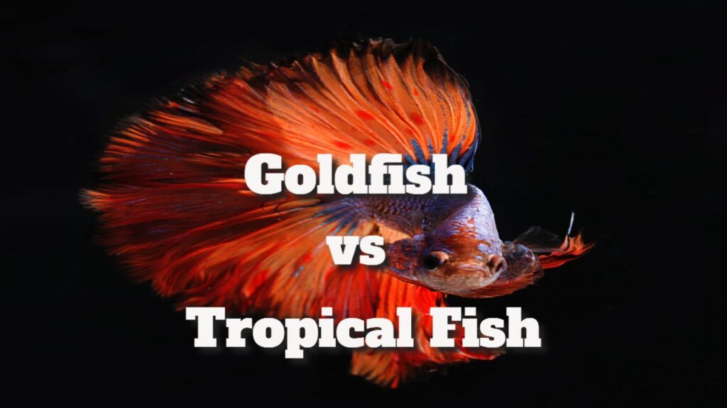 goldfish vs tropical fish