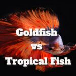 goldfish vs tropical fish