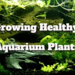 growing healthy aquarium plants