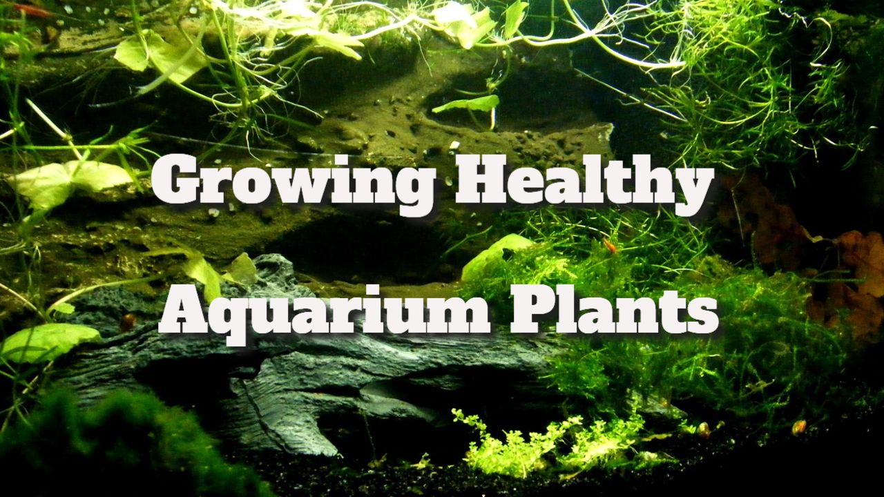 Growing Healthy Aquarium Plants Unity Pets